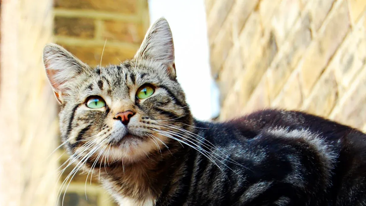 Tabby Cat Guide: Types