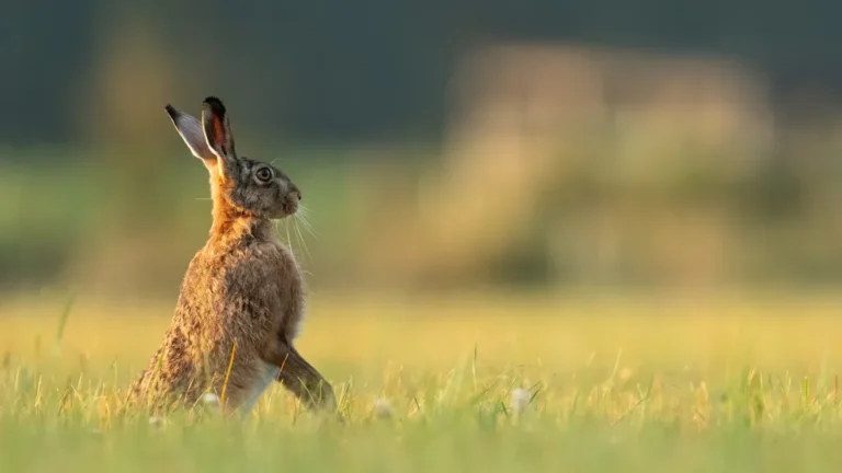 What Color Are Wild Rabbits?