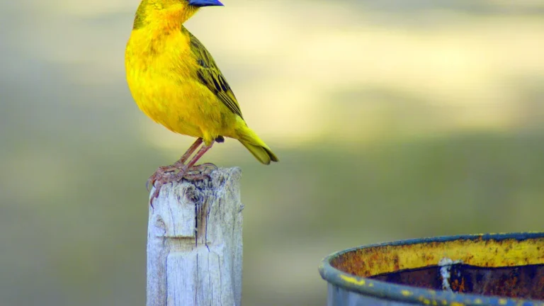Birds in Greater Accra: A Comprehensive List of Avian Species in Ghana’s Capital Region