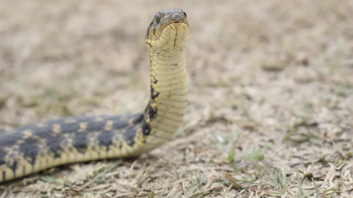 Common Krait