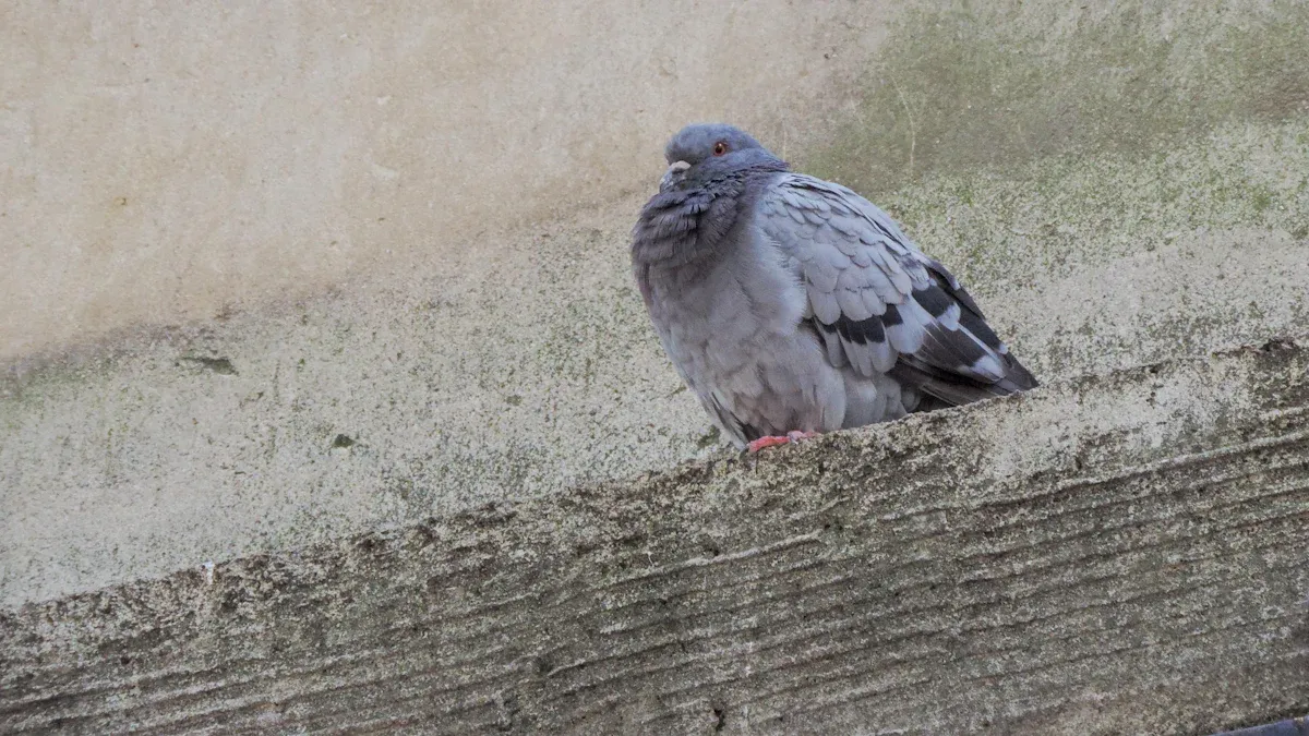 Urban Birds of Greater Accra