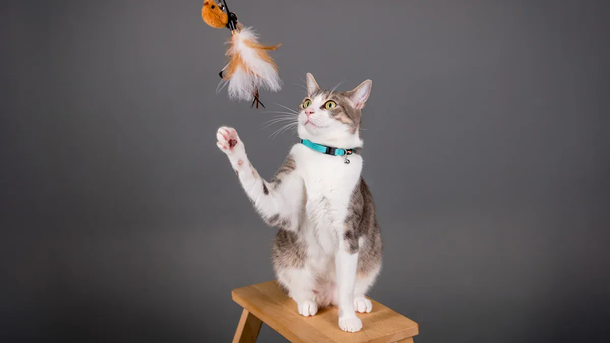 Behavior of Indoor Cats