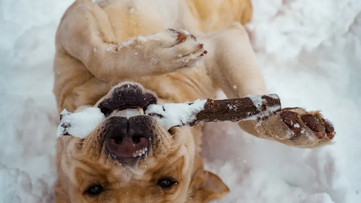 Comedic Canine Stars