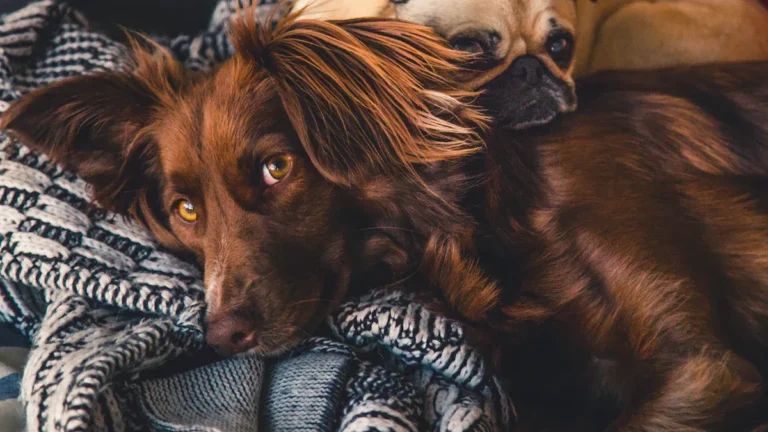 Most Huggable Dog Breeds And Those That Avoid Being Held