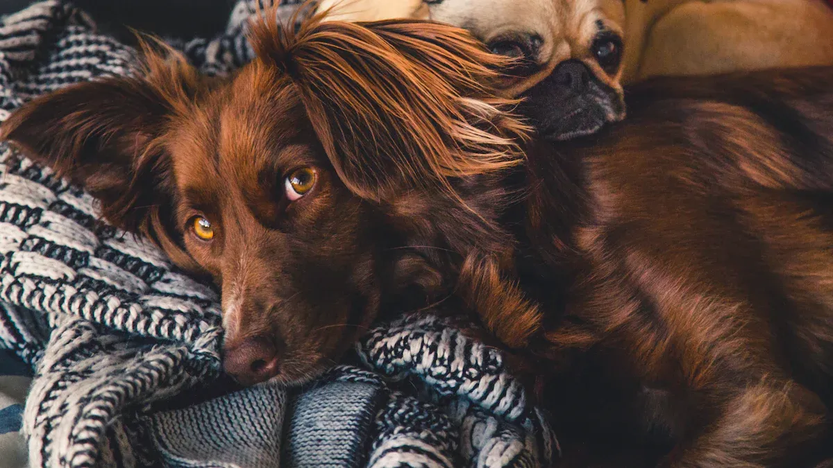 Most Huggable Dog Breeds And Those That Avoid Being Held