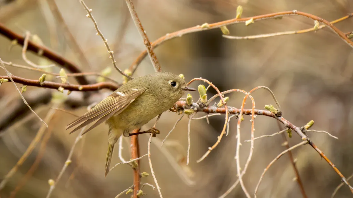 Ruby-crowned Kinglet Appearance