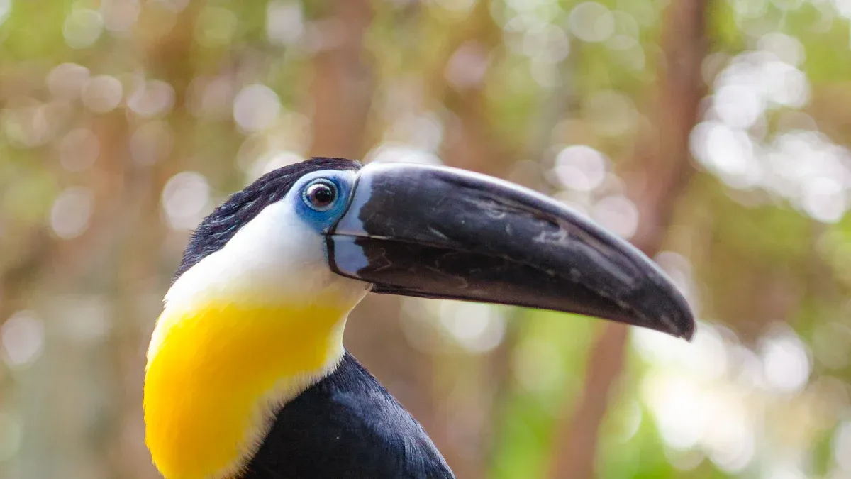 Native Birds of the Philippines in Mindanao