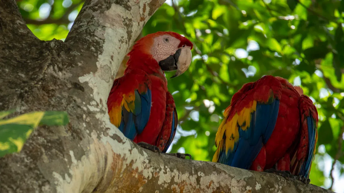 Colombia Birds: Exploring the World'
style=