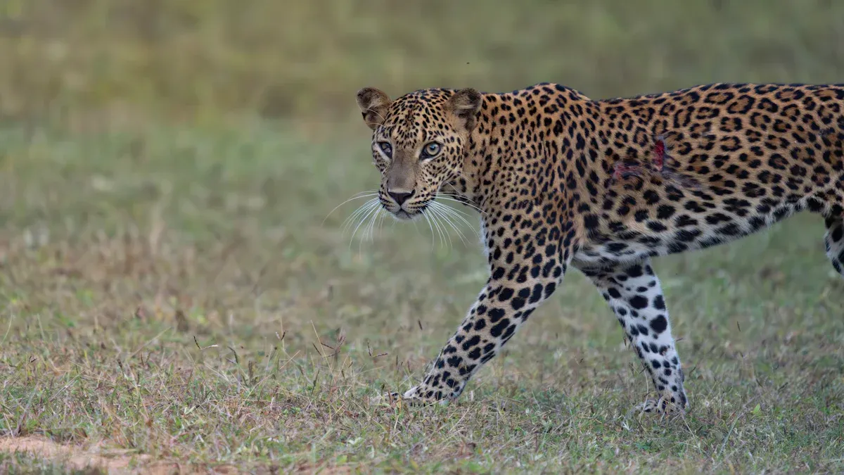Indian Leopard Facts