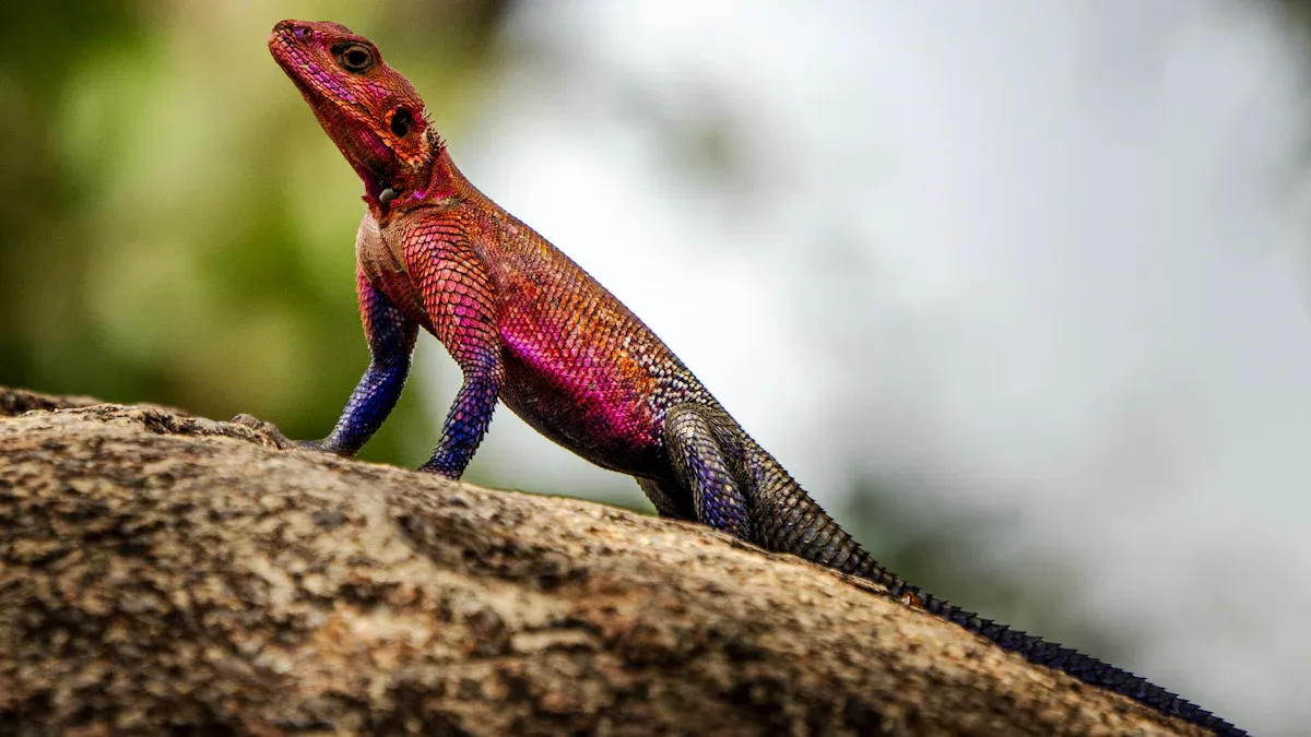 Foraging Habits of Western Fence Lizards
