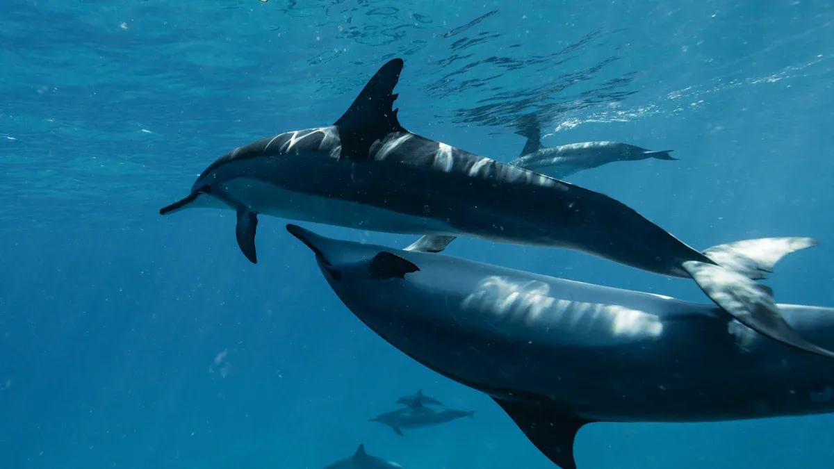 The Reintroduction of Springer Killer Whale