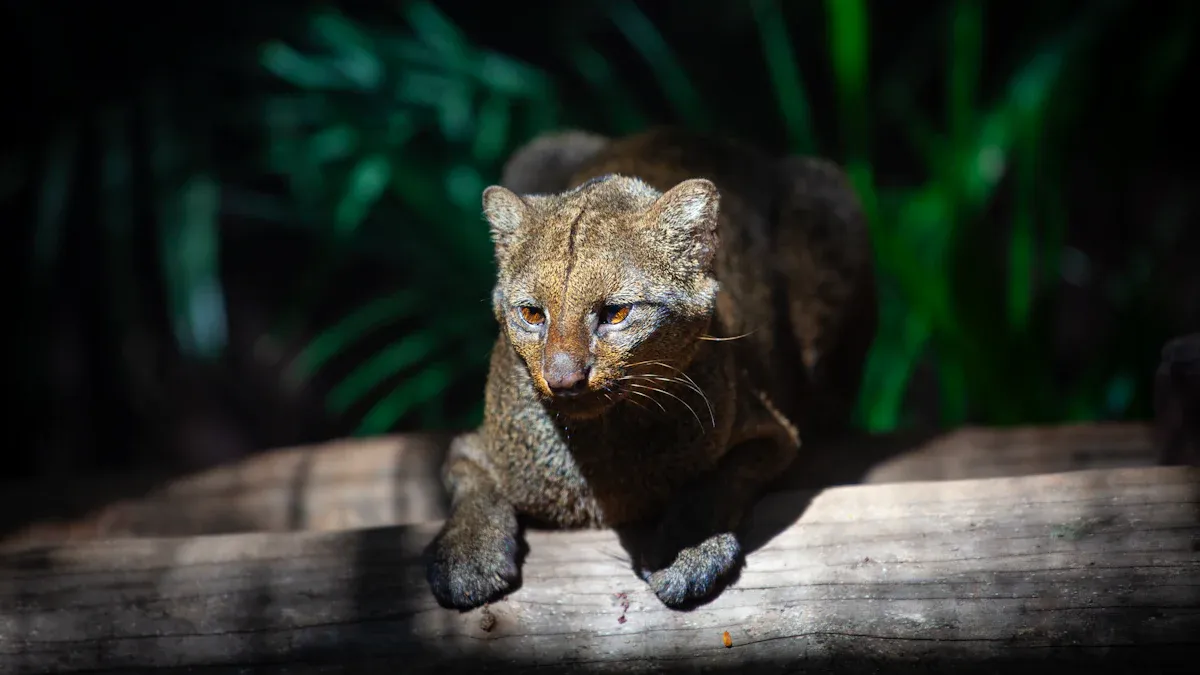 Jaguarundi Habitat and Range
