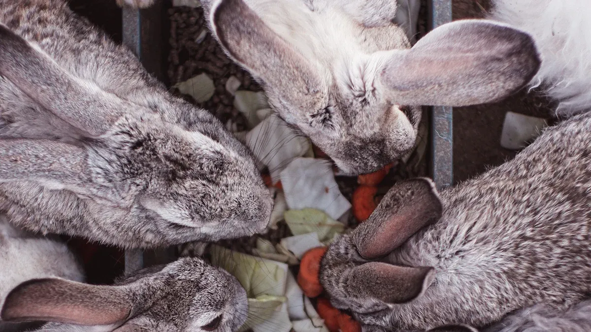 Baby Wild Rabbits