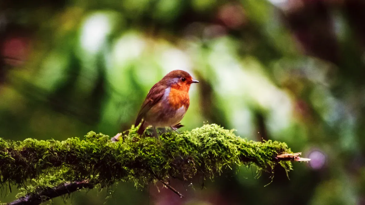 House Finch: Streaky Red
