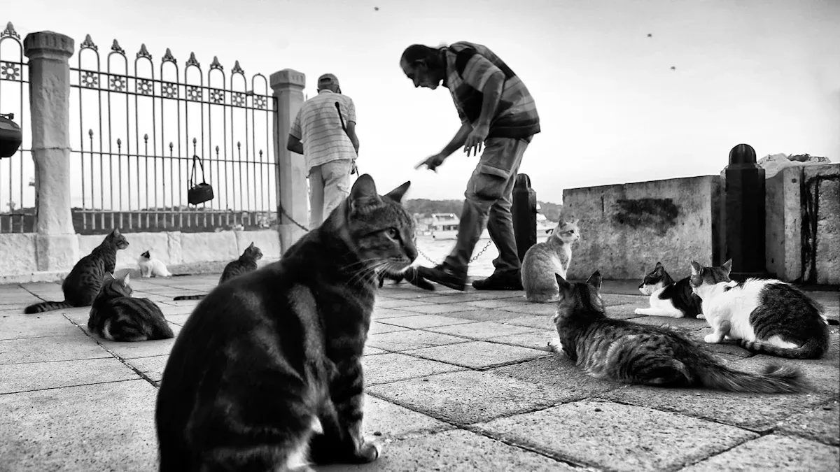 TNR Process