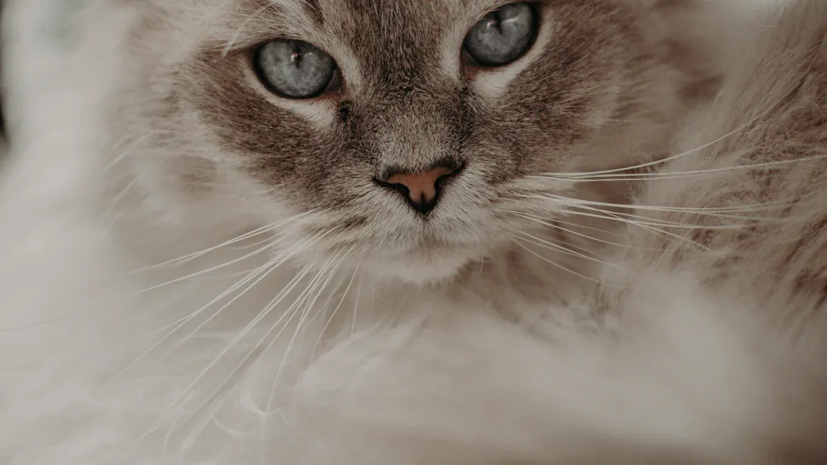 Persian: Luxurious Fur