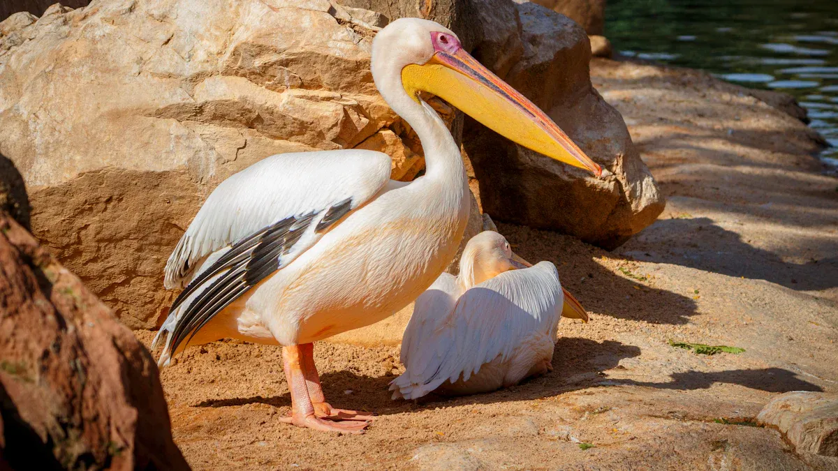 Wetland Birds of Greater Accra