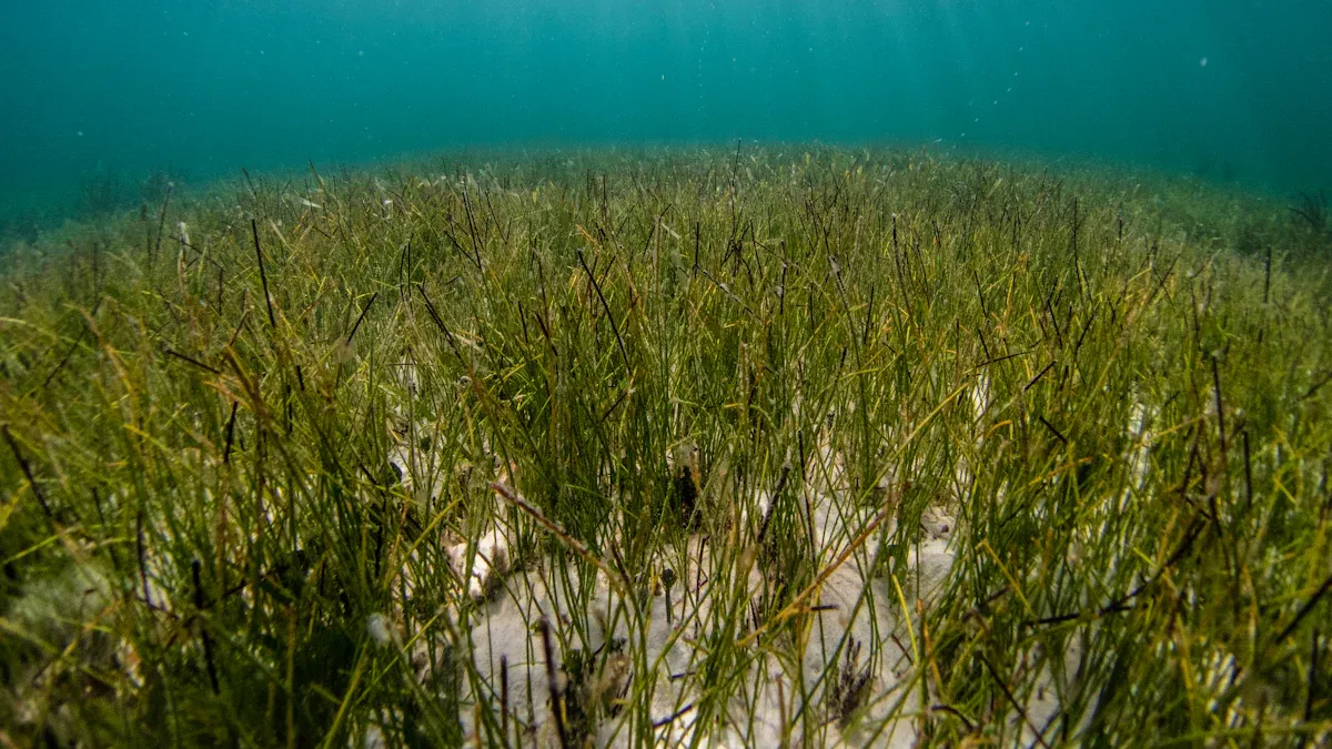 Seagrass Benefits