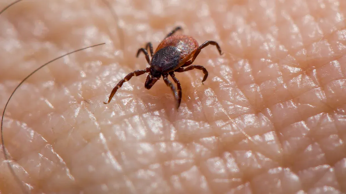 Horse Lice Types