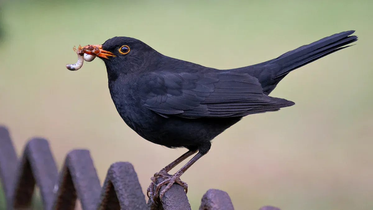 Germany Bird Checklist