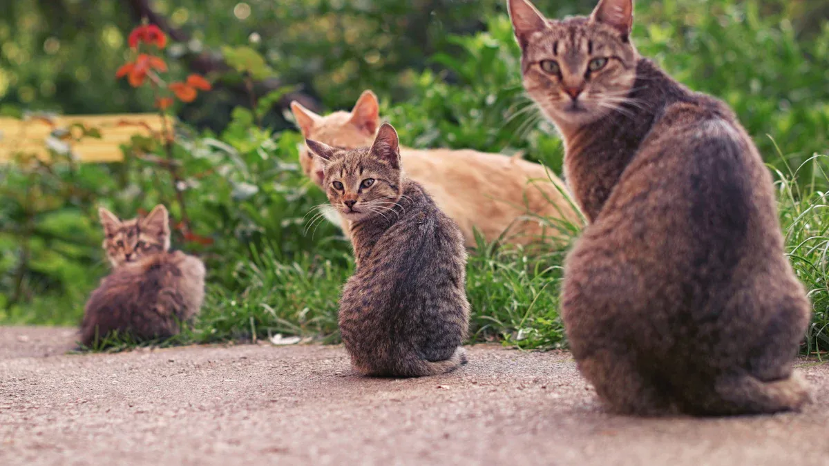 Community Involvement in TNR