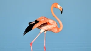 Birds in Quintana Roo: Guide to Tropical Avian Species in the Yucatan Peninsula
