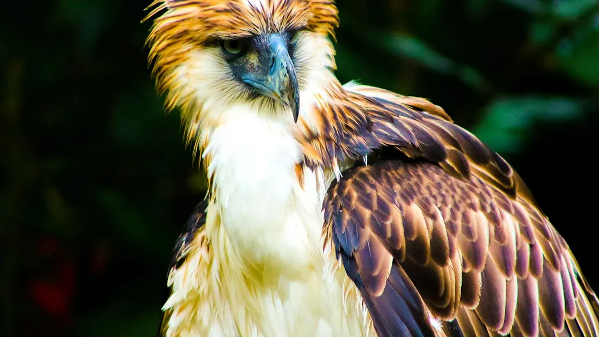 Endemic Birds in Mindanao