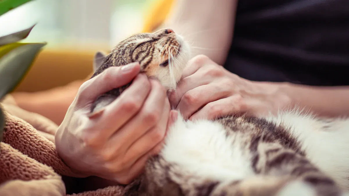 Health Risks for Indoor Cats