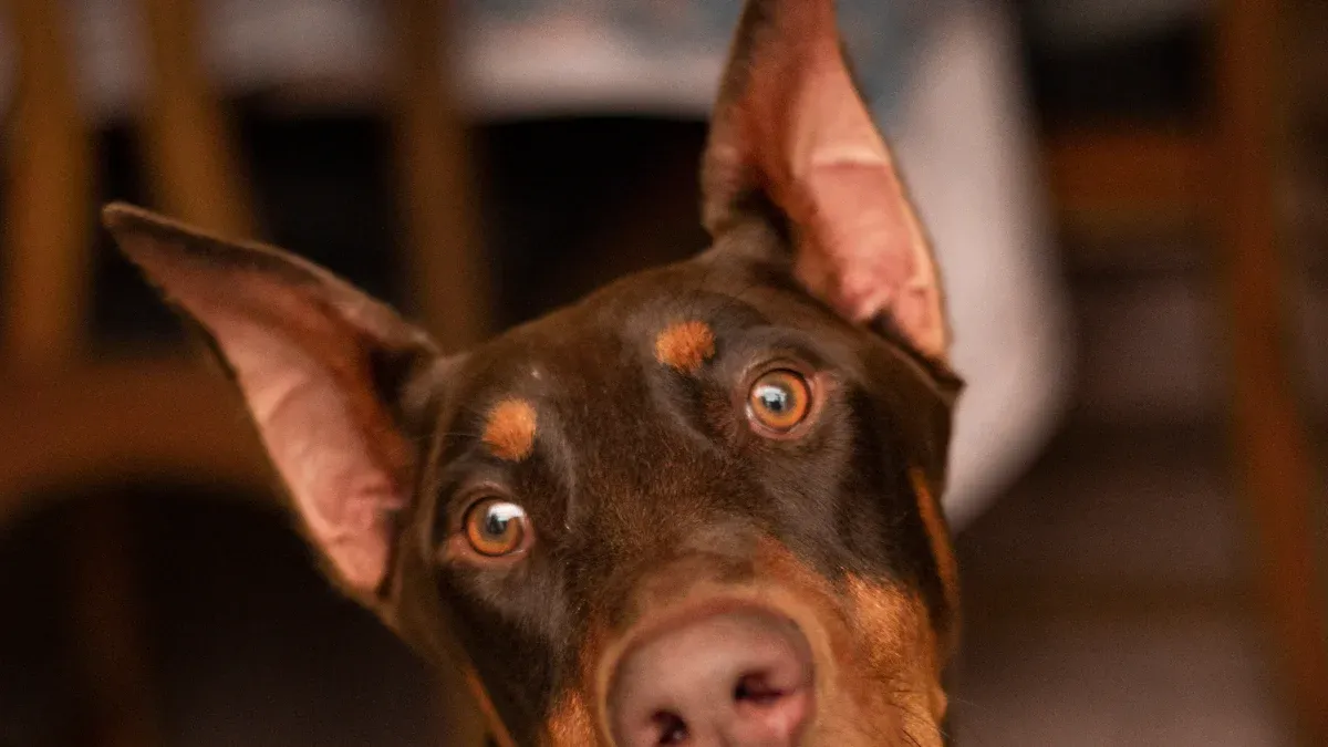 Doberman Temperament
