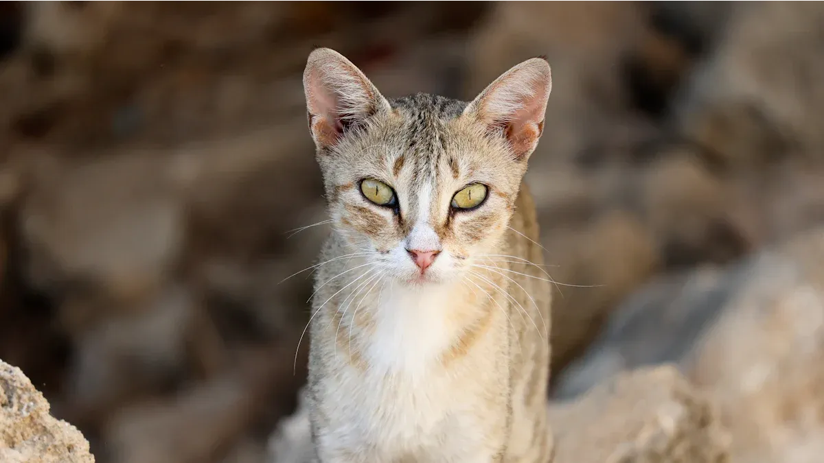 Genetic Ancestry: The African Wildcat Link