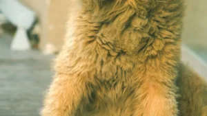 What Humidity Is Too High for Dogs?