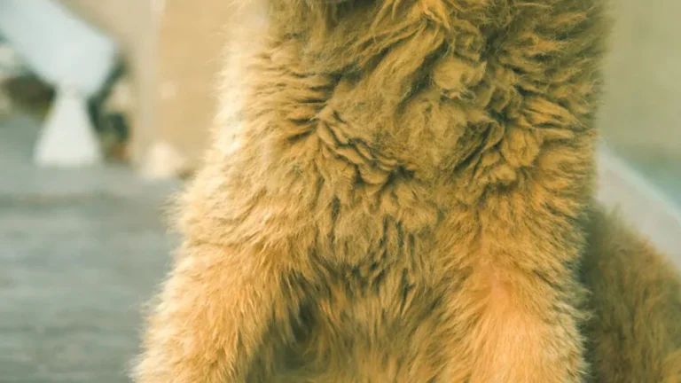 What Humidity Is Too High for Dogs?