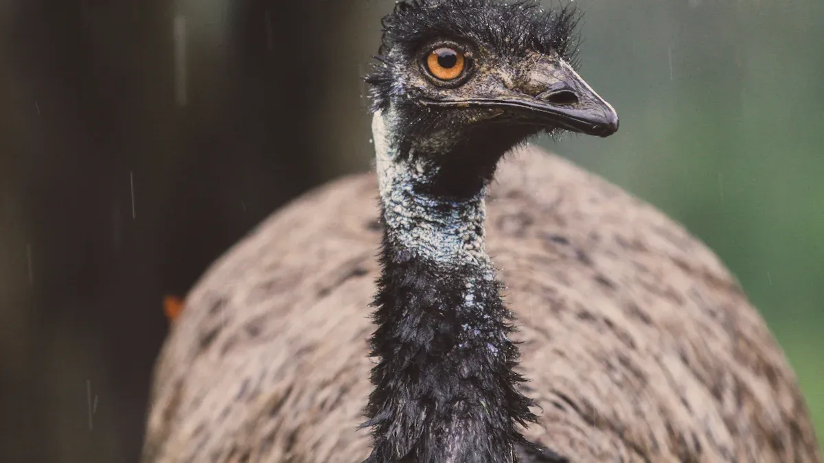 Inaccessible Island Rail Identification