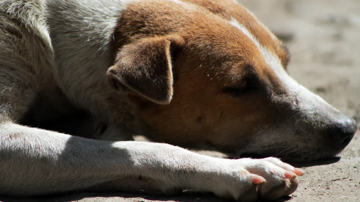 Purebred Dogs Health Problems