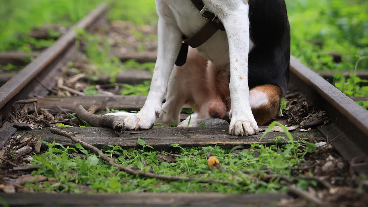 Shock Collar Training vs. Reward-Based Training