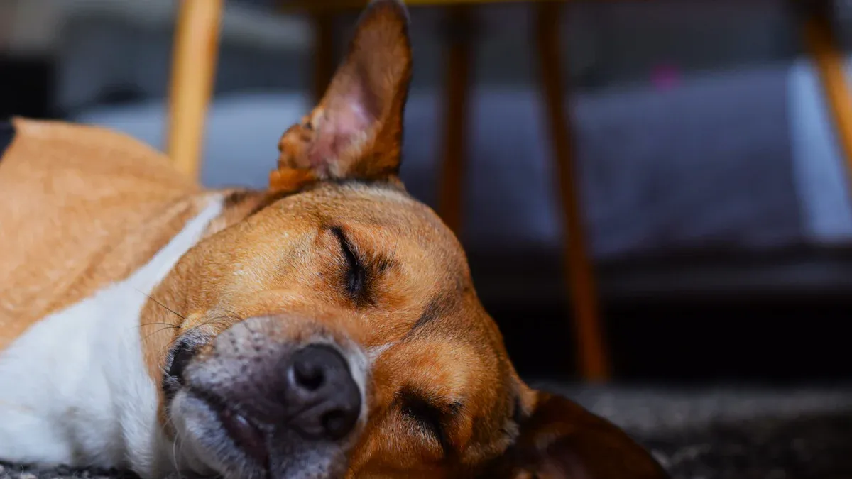 Indoor Dog Breeds