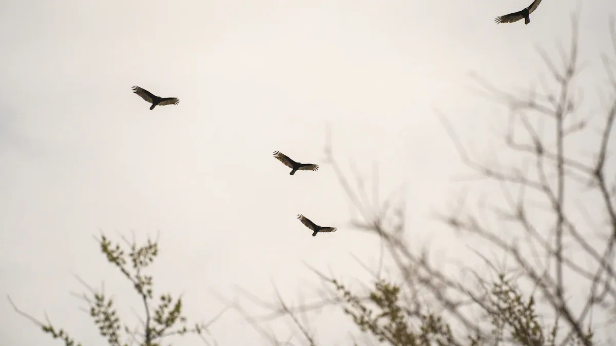 Communal Roosting