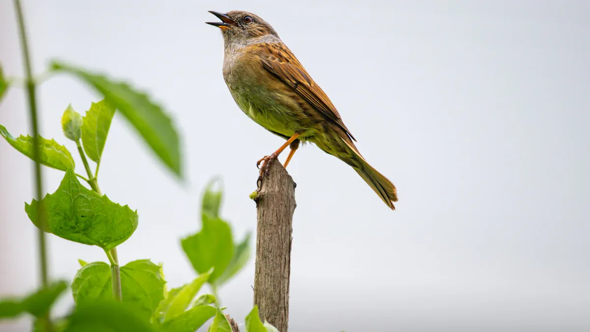 Identifying the Loudest Birds