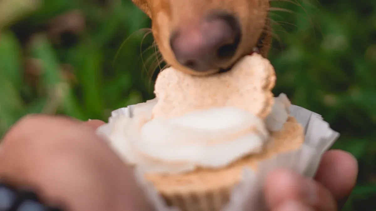 Can Dogs Eat Sorbet?
