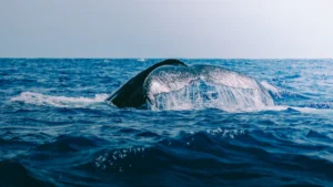 Springer Killer Whale: The Story of Orphaned Orca A73 and Her Successful Reintroduction