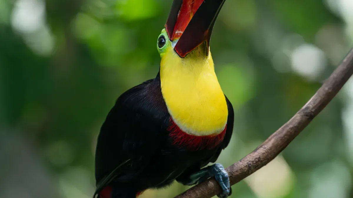 Rainbow Toucan: Bill of Many Hues