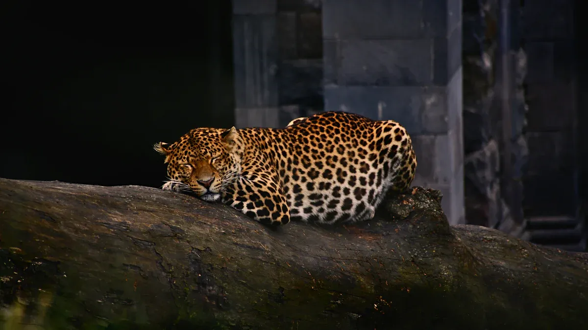 Habitat of the Indian Leopard