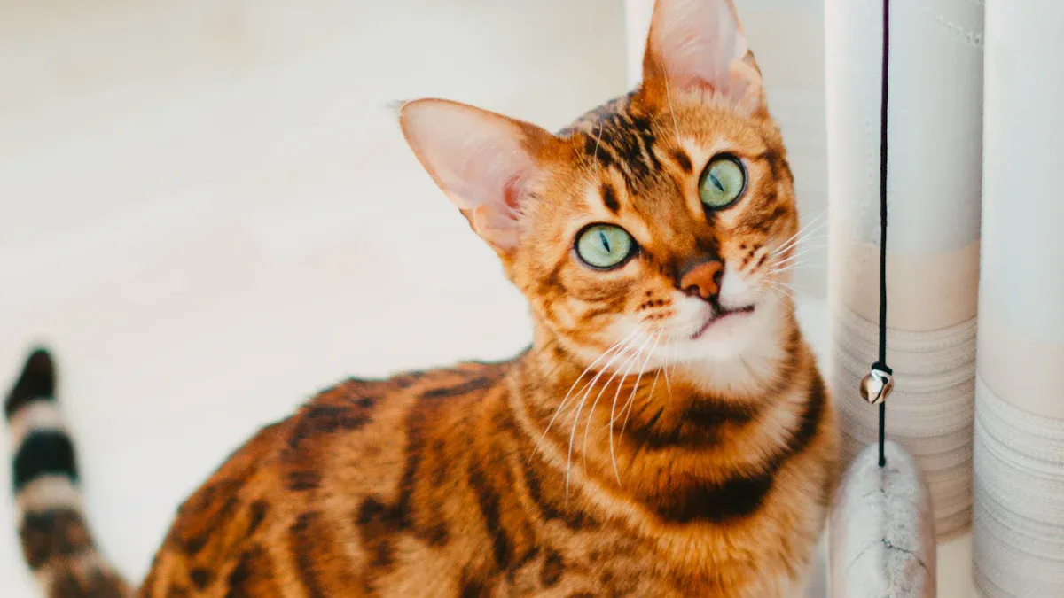 Exotic Shorthair: Most Popular Cat Breed
