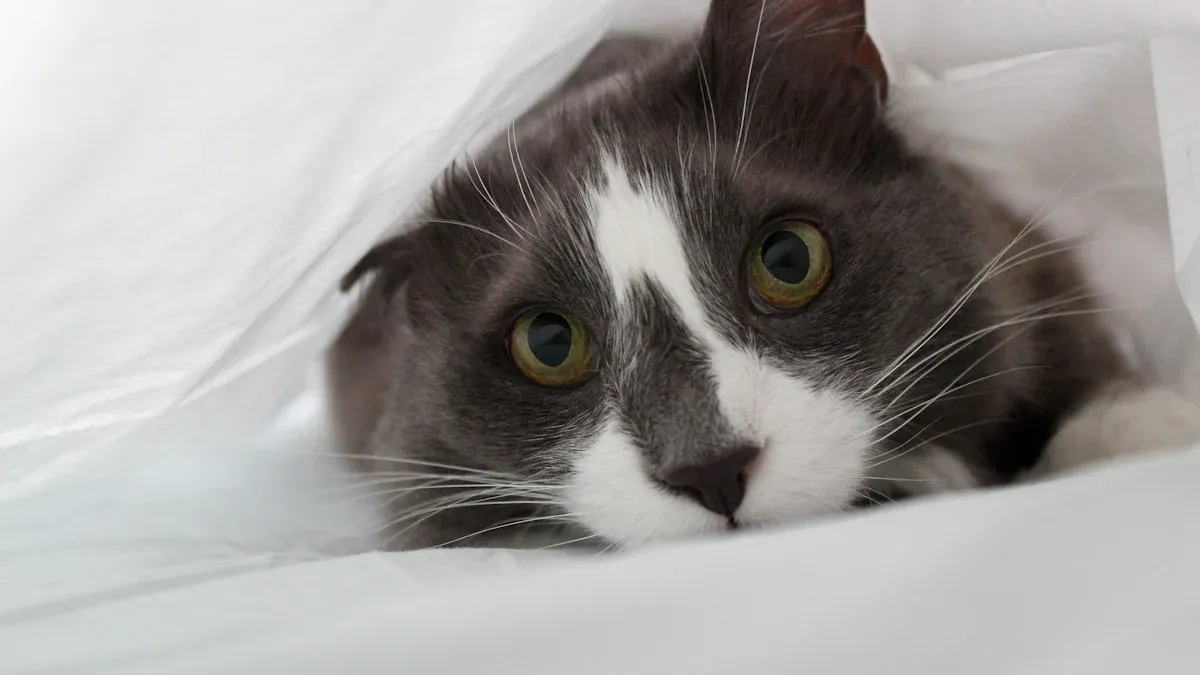 Signs of an Anxious Cat