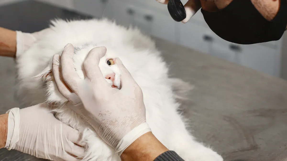 Understanding Cat’s Ear Folded