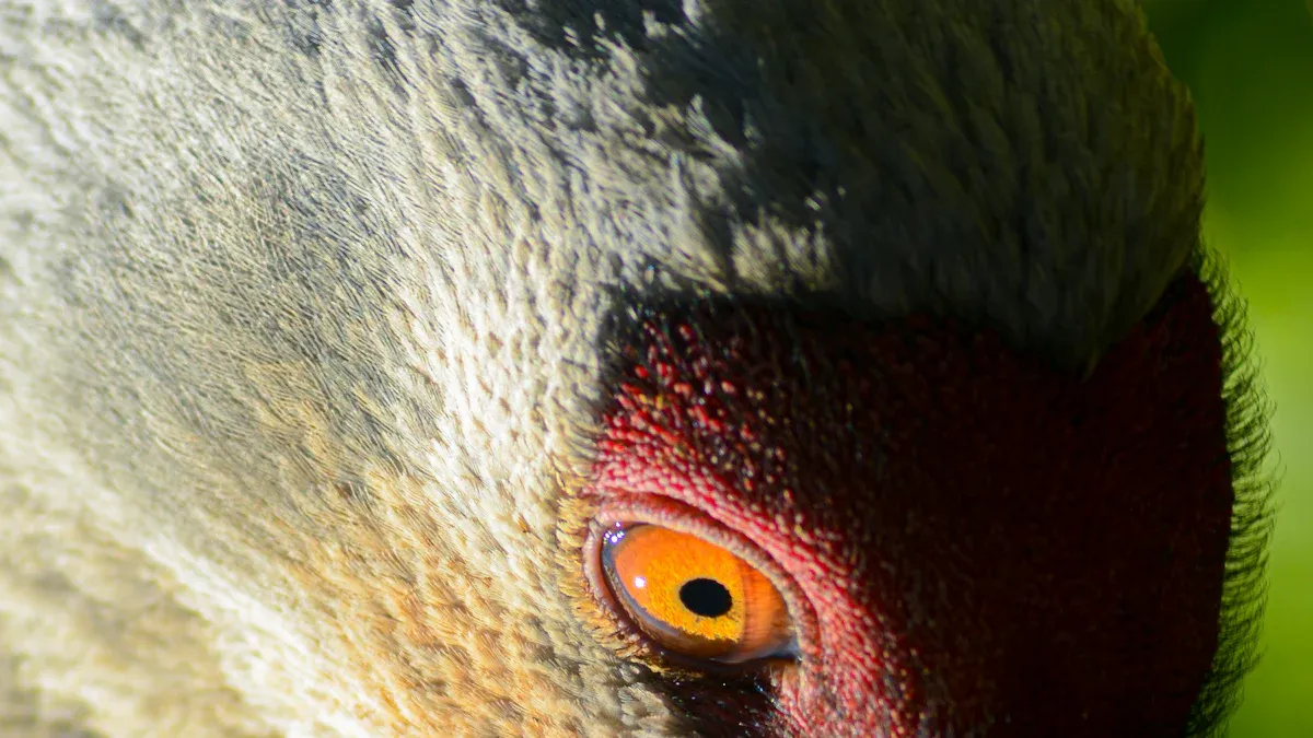 Avian Eye Anatomy