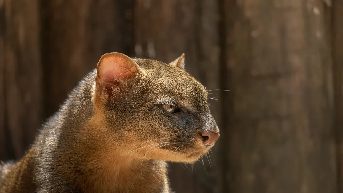 Jaguarundi Appearance and Traits