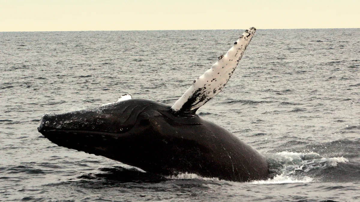 Dorsal Fin Anatomy