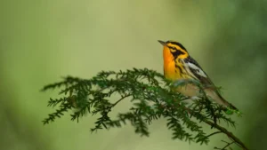 Warbler Bird Identification