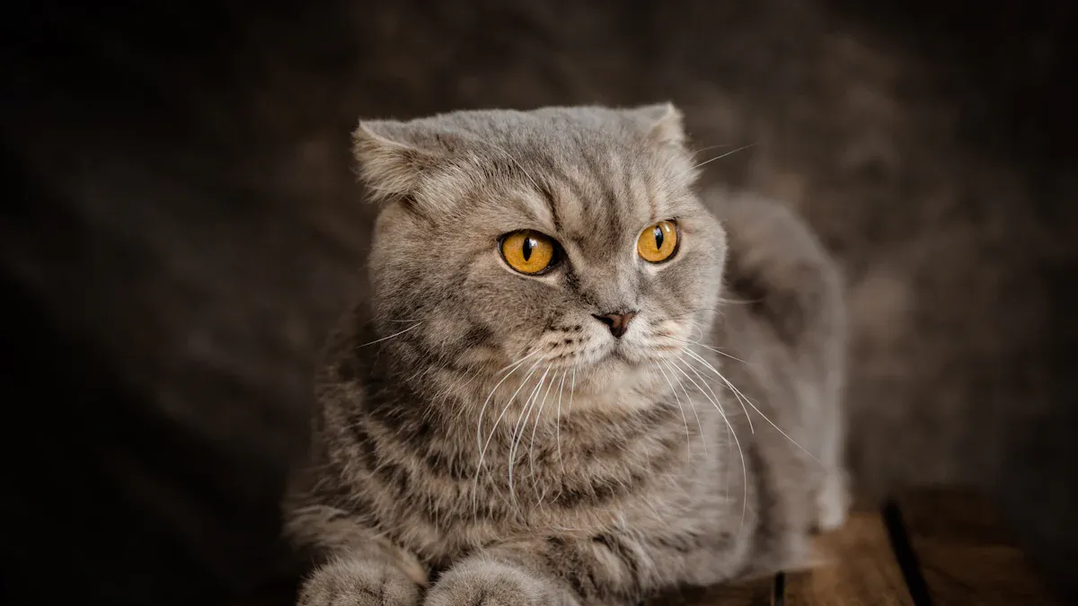 Causes of Cat’s Ear Folded